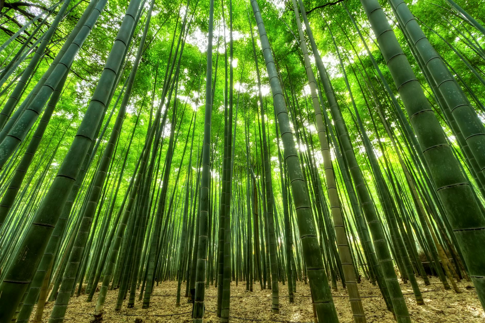 benessere, bamboo tree forest on a sunny day